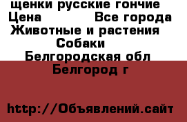 щенки русские гончие › Цена ­ 4 000 - Все города Животные и растения » Собаки   . Белгородская обл.,Белгород г.